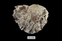 藏品(硨蟝牡蠣)的圖片